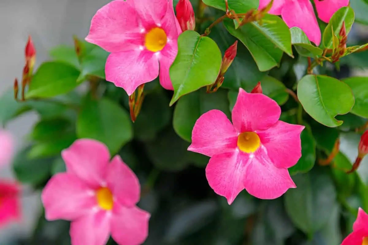 Mandevilla Çiçeği Bakımı