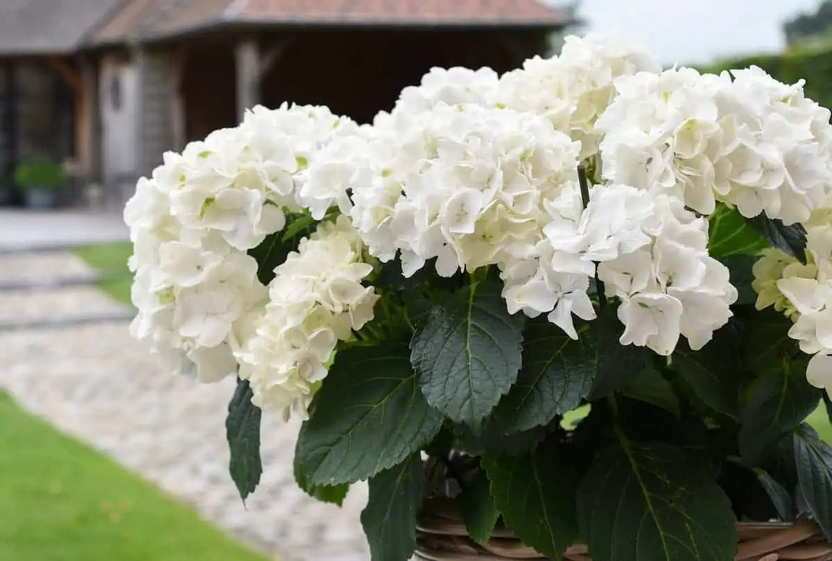 Beyaz Ortanca Çiçeği