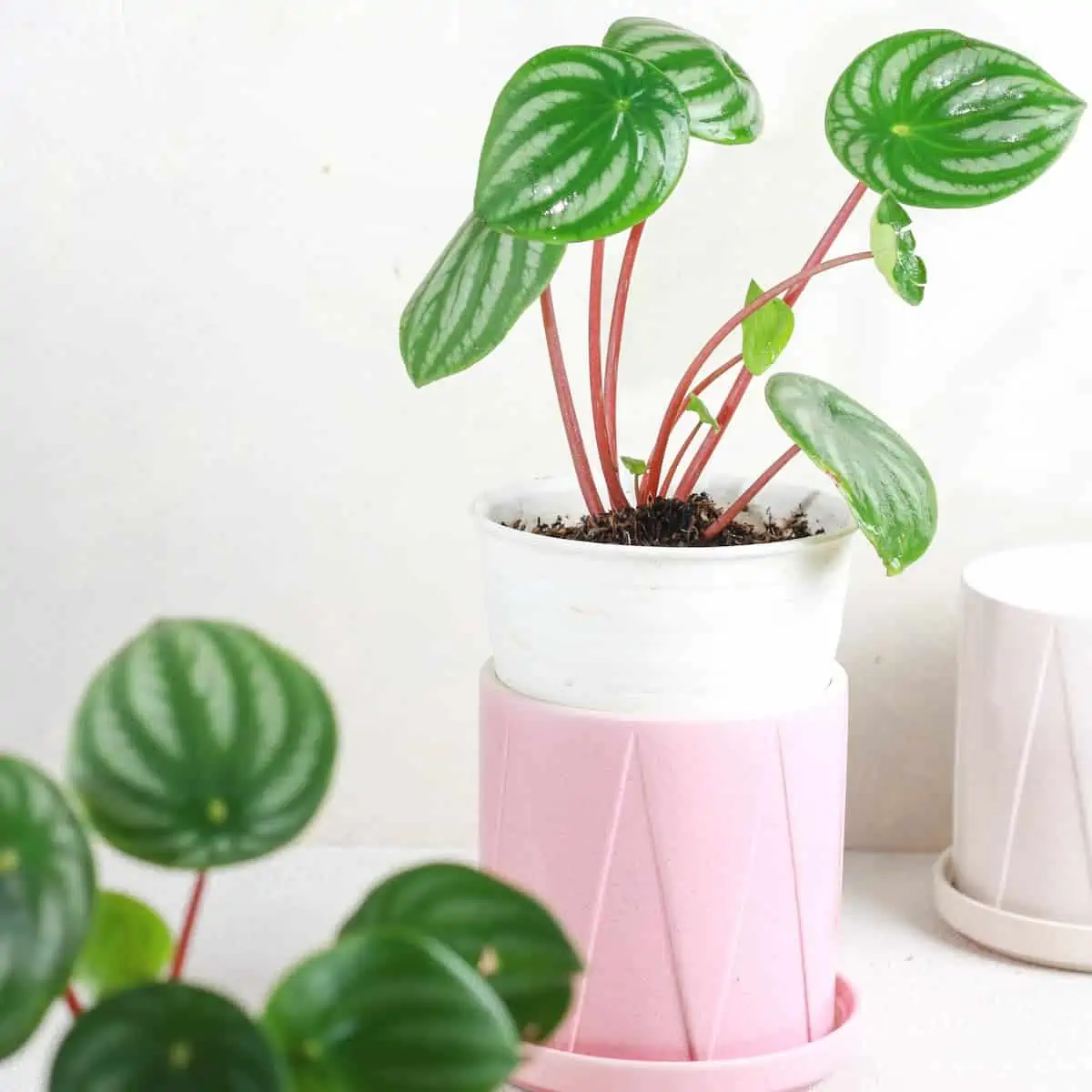 Peperomia Bakımı