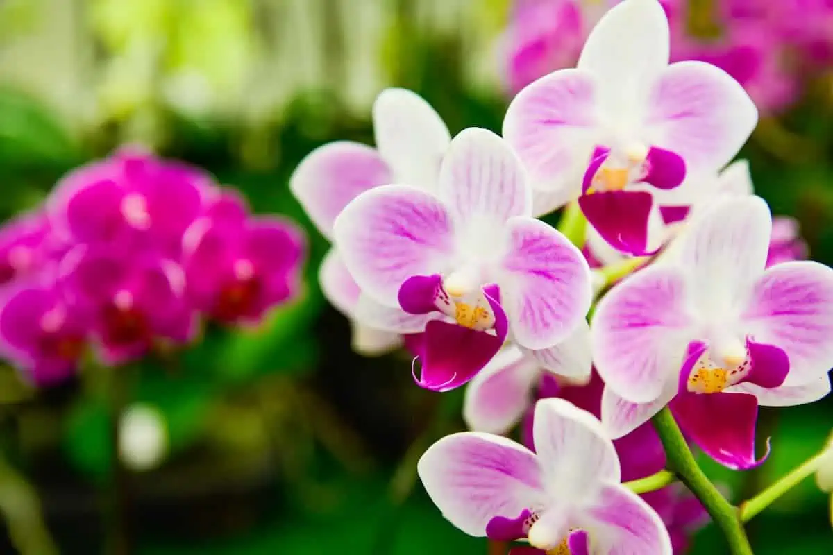 Phalaenopsis Orkide Bakımı