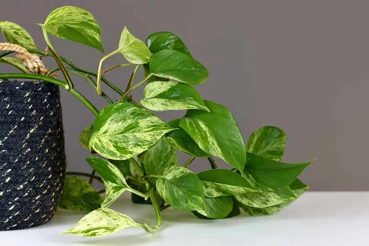 Salon Sarmaşığı (Pothos) Bakımı ve Çeşitleri