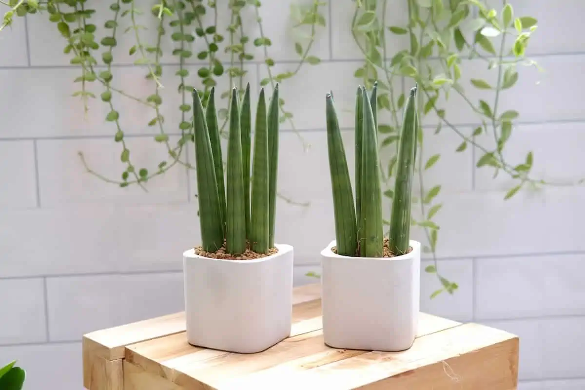 Sansevieria Bakımı ve Renklendirme