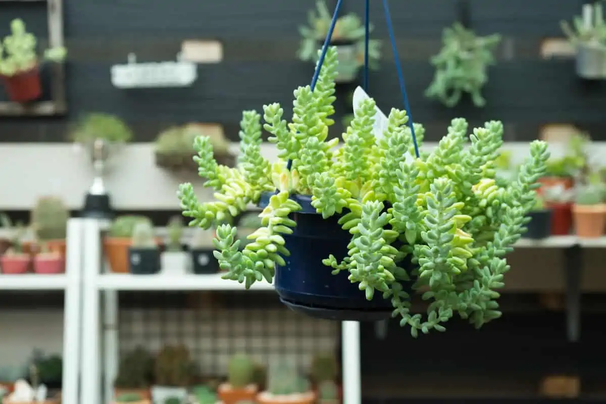 Sedum Morganianum Bakımı ve Çoğaltılması